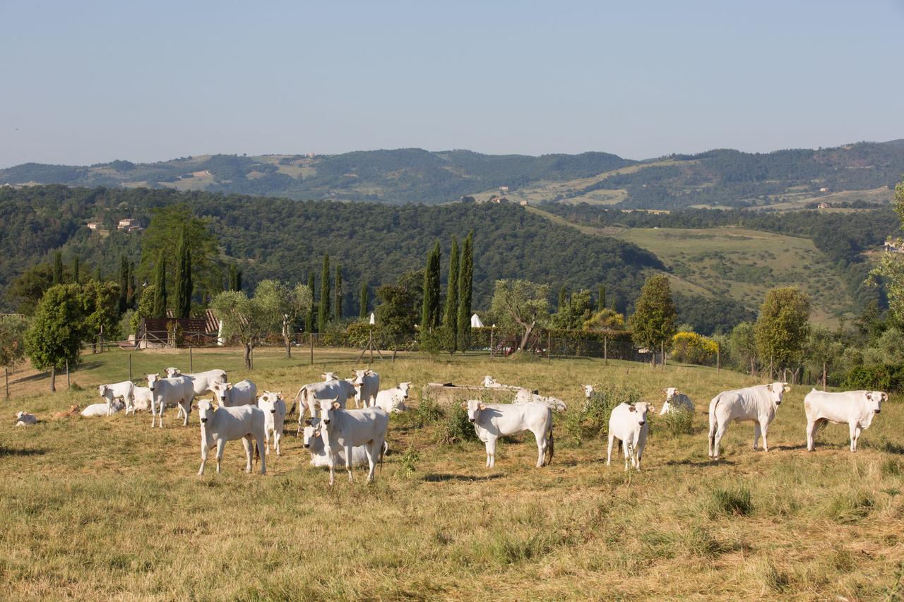 Poggiovalle Tenuta Italiana Читта-делла-П'єве Екстер'єр фото